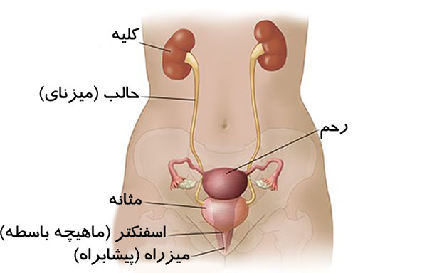 آناتومی دستگاه ادراری زنان: انواع بیماری ها و اختلالات رایج آن - مرکز جامع توانبخشی بی اختیاری ادرار اصفهان - دکتر فرخانی